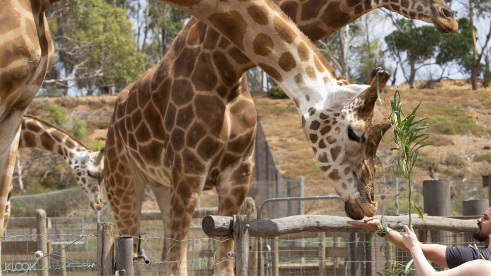 Have a safari-like experience in Werribee, an open range zoo in Melbourne