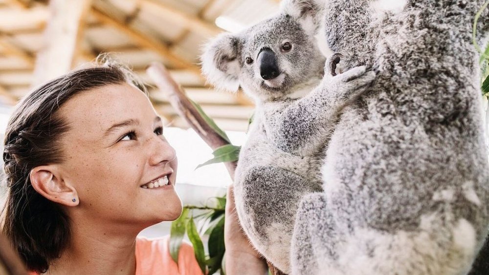 Meet one of Australia’s cuddly koalas at Oakvale Wildlife Park! Credits: @stnicksoosh