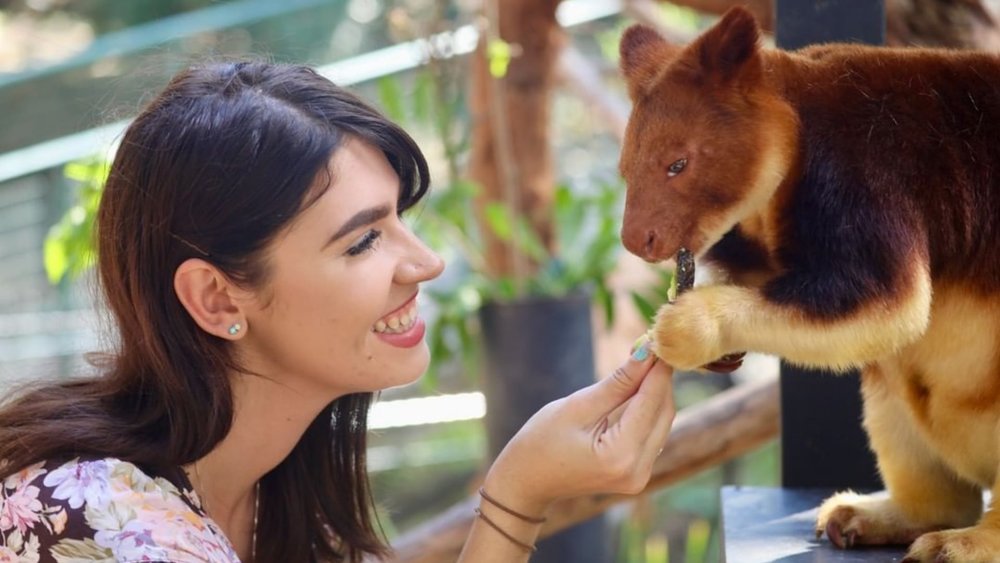 Meet a tree-kangaroo at Australian Reptile Park. Credits: @australianreptilepark