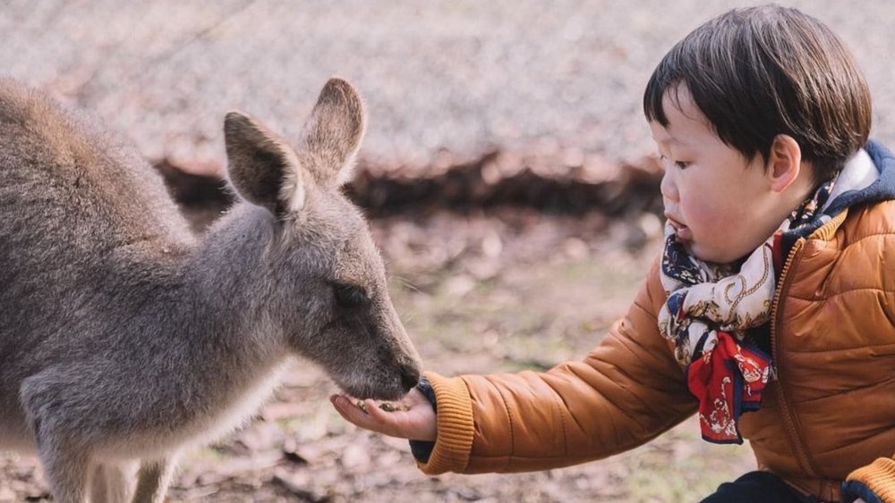You can befriend the animals at Gumbuya’s wildlife park! Image credits @gumbuya_world on Instagram