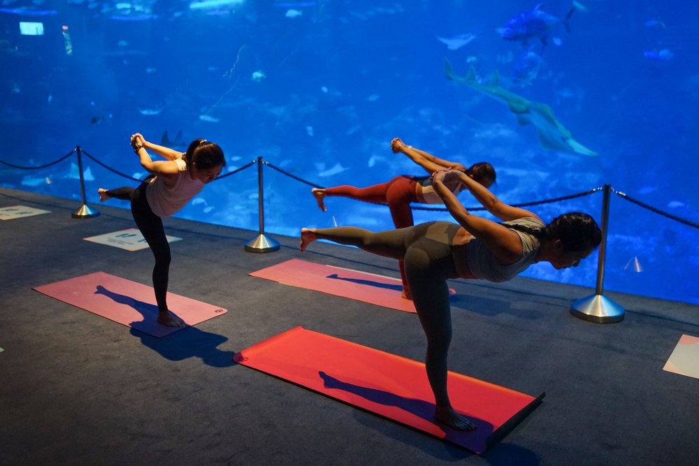 yoga s.e.a. aquarium