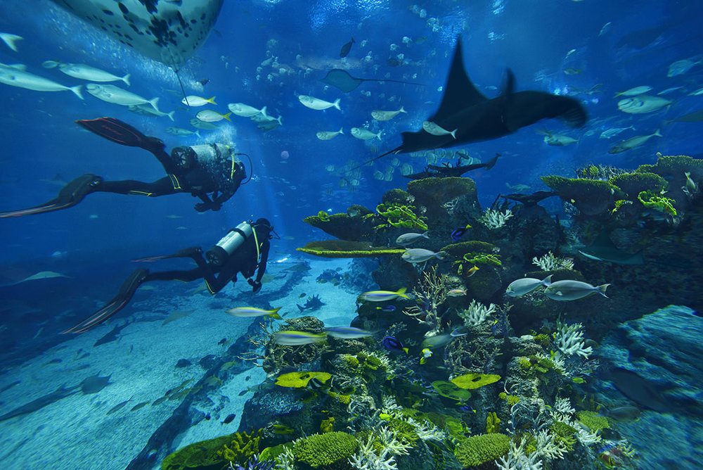 SEA Aquarium Open Water Dive