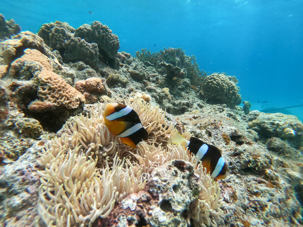 お魚もいっぱいでて、ニモも発見！