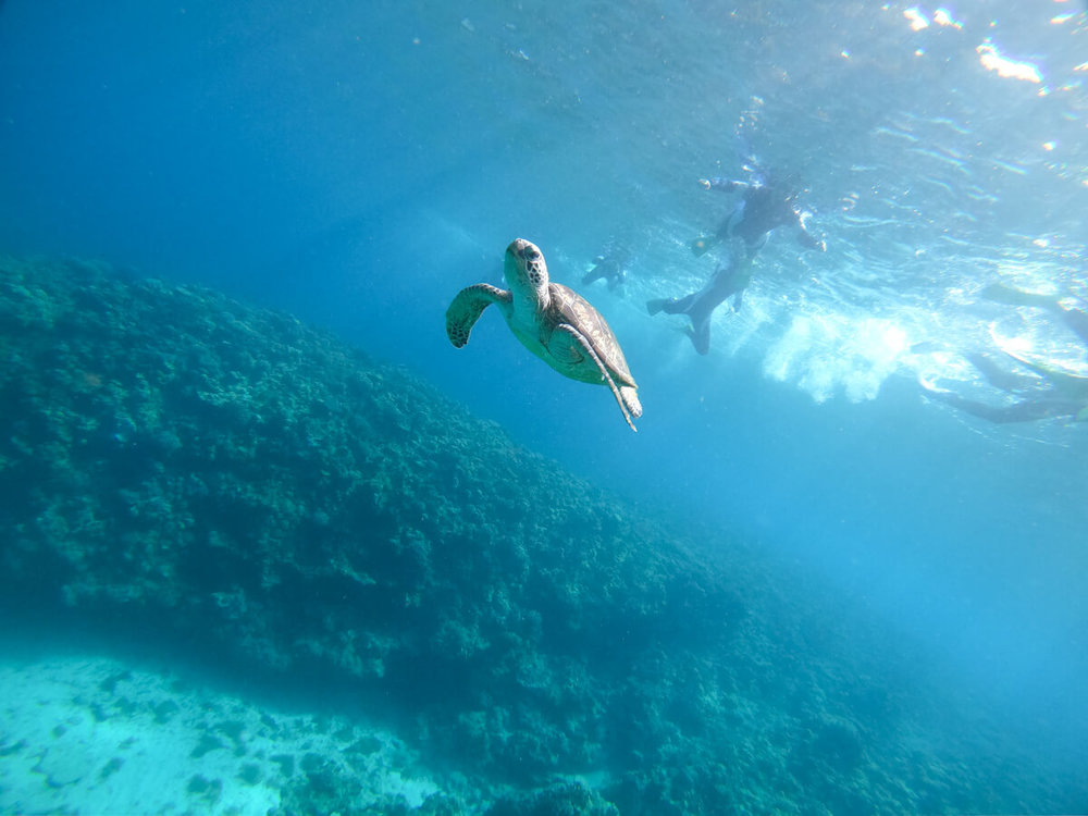 慶良間のウミガメ