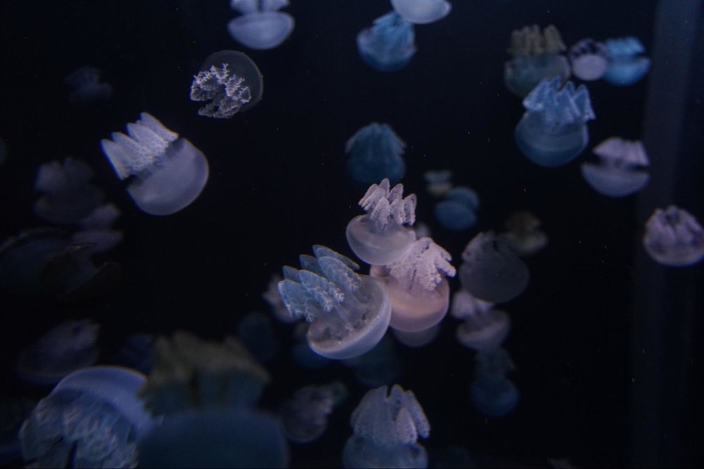 s.e.a. aquarium jellyfish