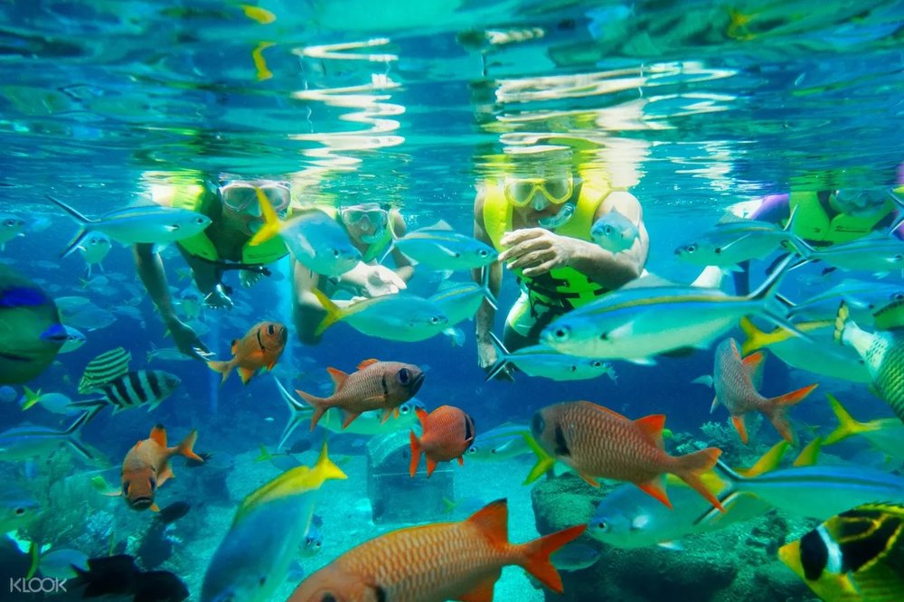 adventure cove snorkel