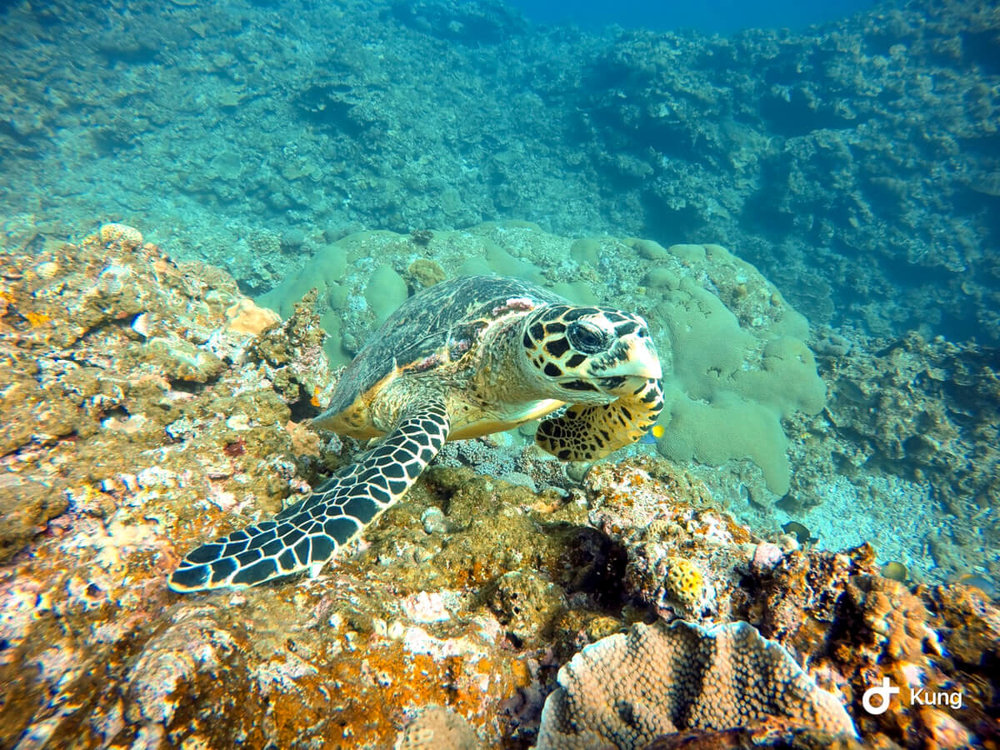 慶良間シュノーケリング・ウミガメ
