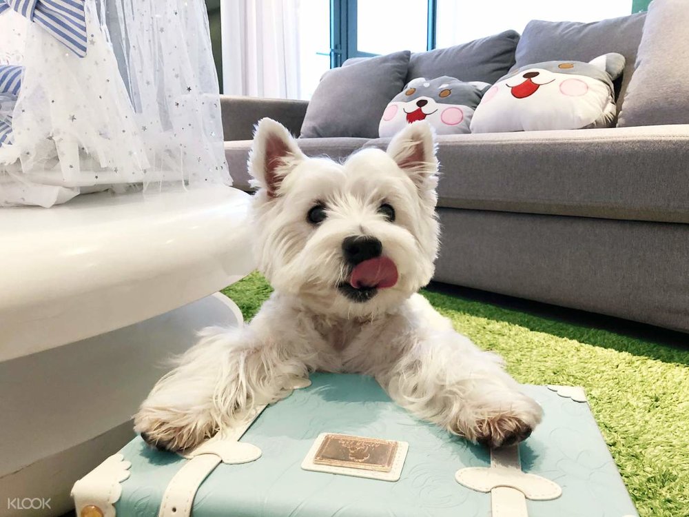 12 Best PetFriendly Hotels in Hong Kong for a “Pawsome” Staycation