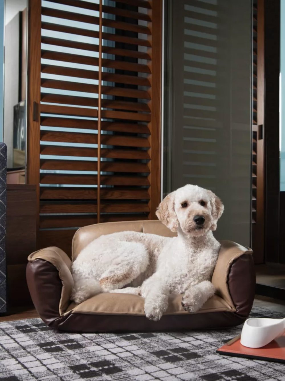 12 Best PetFriendly Hotels in Hong Kong for a “Pawsome” Staycation