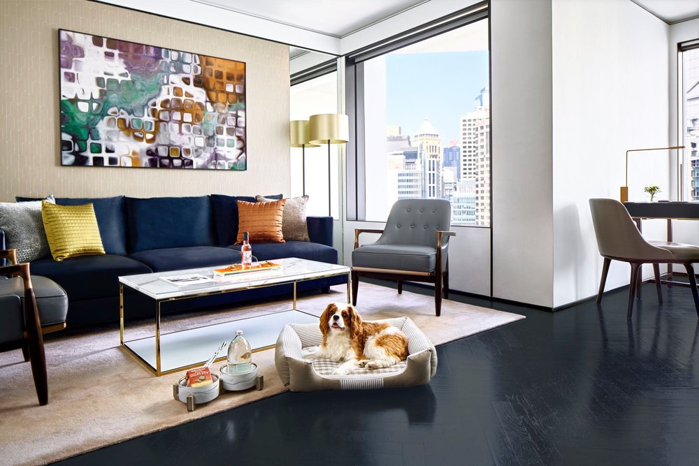 dog in dog bed in living area at murray hong kong