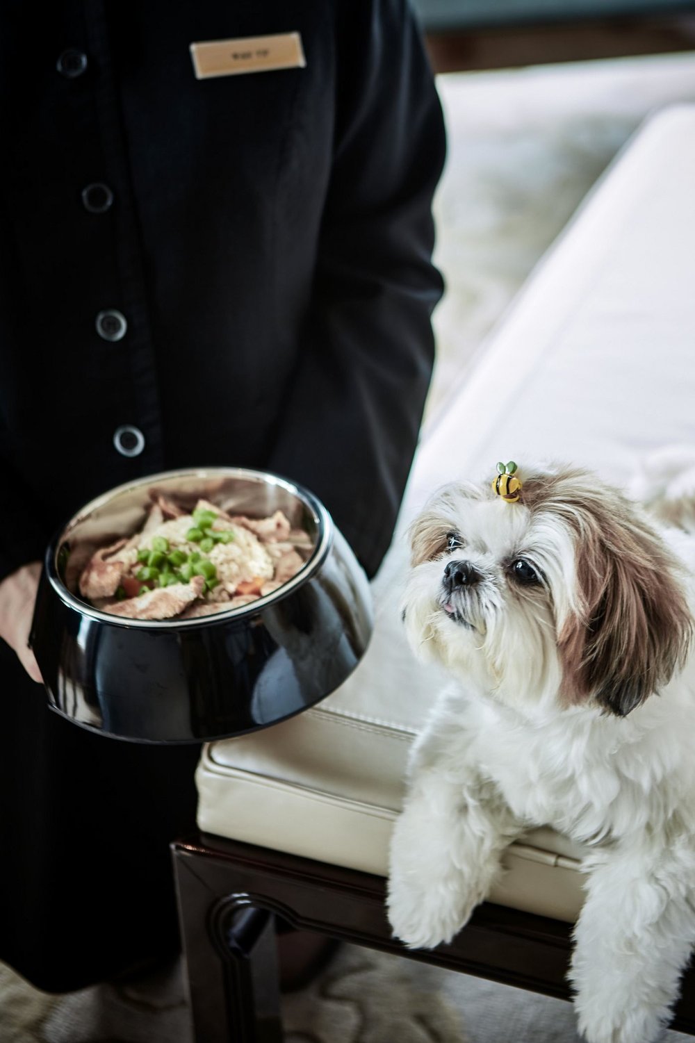 shih tzu with food bowl at ritz hotel hong kong