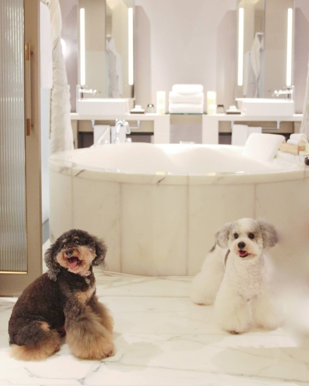 12 Best PetFriendly Hotels in Hong Kong for a “Pawsome” Staycation Klook Travel Blog