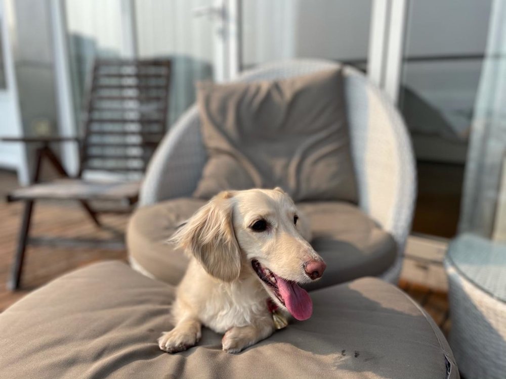 pet dog on lounge chair in stanley oriental