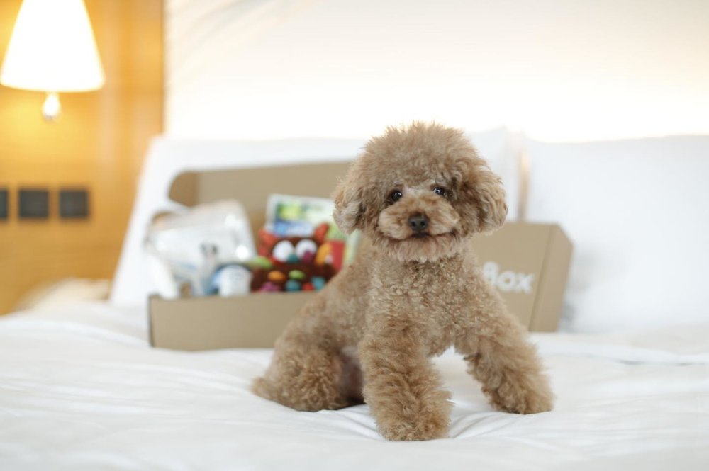 brown poodle on white bed at ocean park marriott