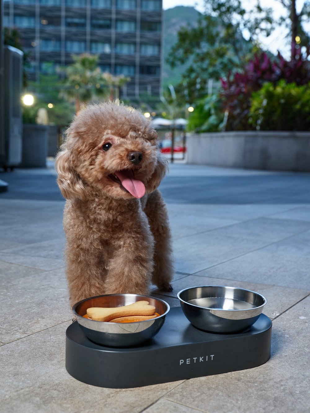 brown poodle with food bowl at ocean park marriott
