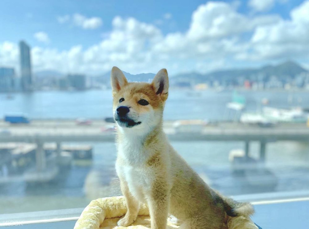 dog by window hyatt centric