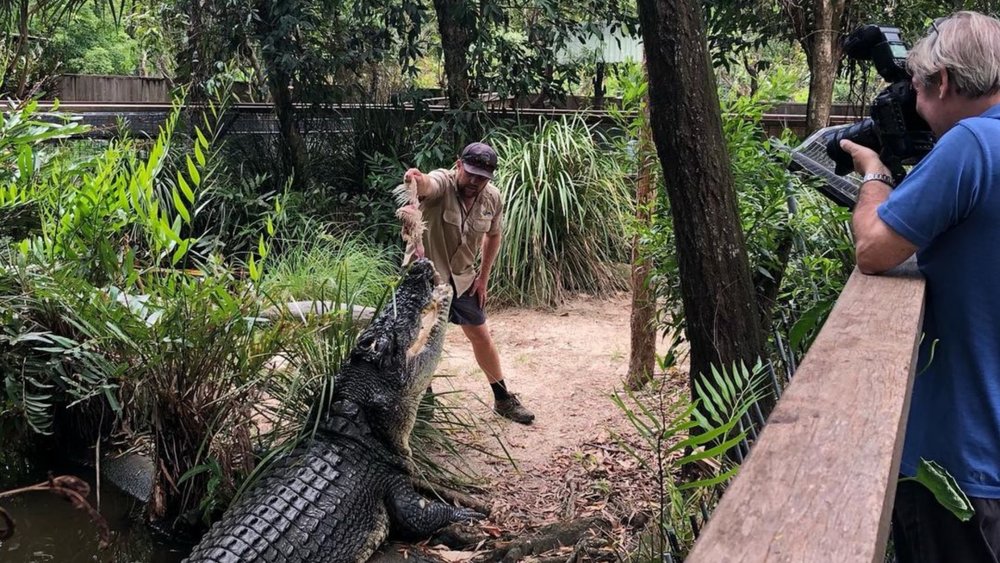 Meet huge crocodiles at Hartley’s! Credits: @hartleyscrocodileadventures