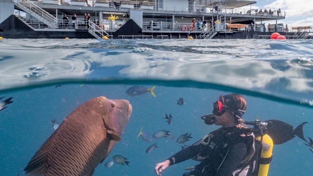 Meet friendly fish when you snorkel around the outer Great Barrier Reef! Credits: @cruisewhitsundays