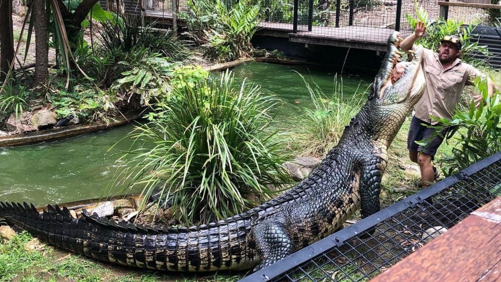 Feel the thrill of watching a live feeding show! Credits: @hartleyscrocodileadventures