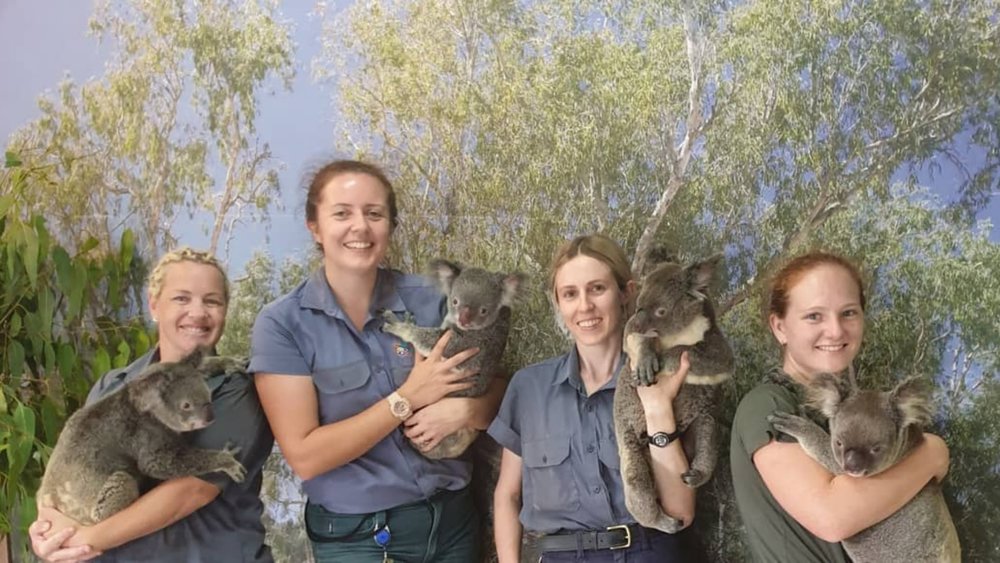 Like the friendly staff, take a pic with fluffy koalas! Image credits: @kurandakoalagardens on Instagram