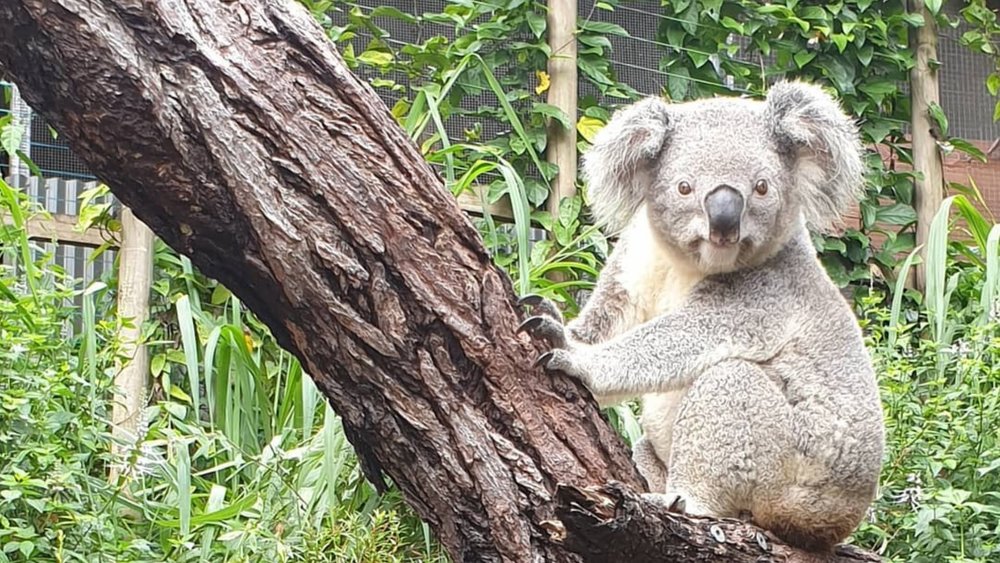 Watch the koalas climb, eat, sleep, and play in the Koala Gardens. Image credits: @kurandakoalagardens on Instagram