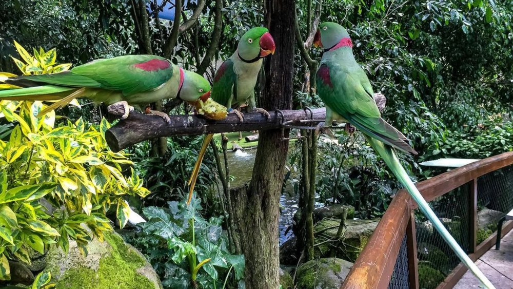 You’ll see various species such as the Alexandrine Parakeet. Image credits: @danfromcairns on Instagram