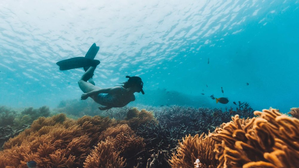 Explore the wonderful underwater world of the Great Barrier Reef! Credits: cruisewhitsundays.com