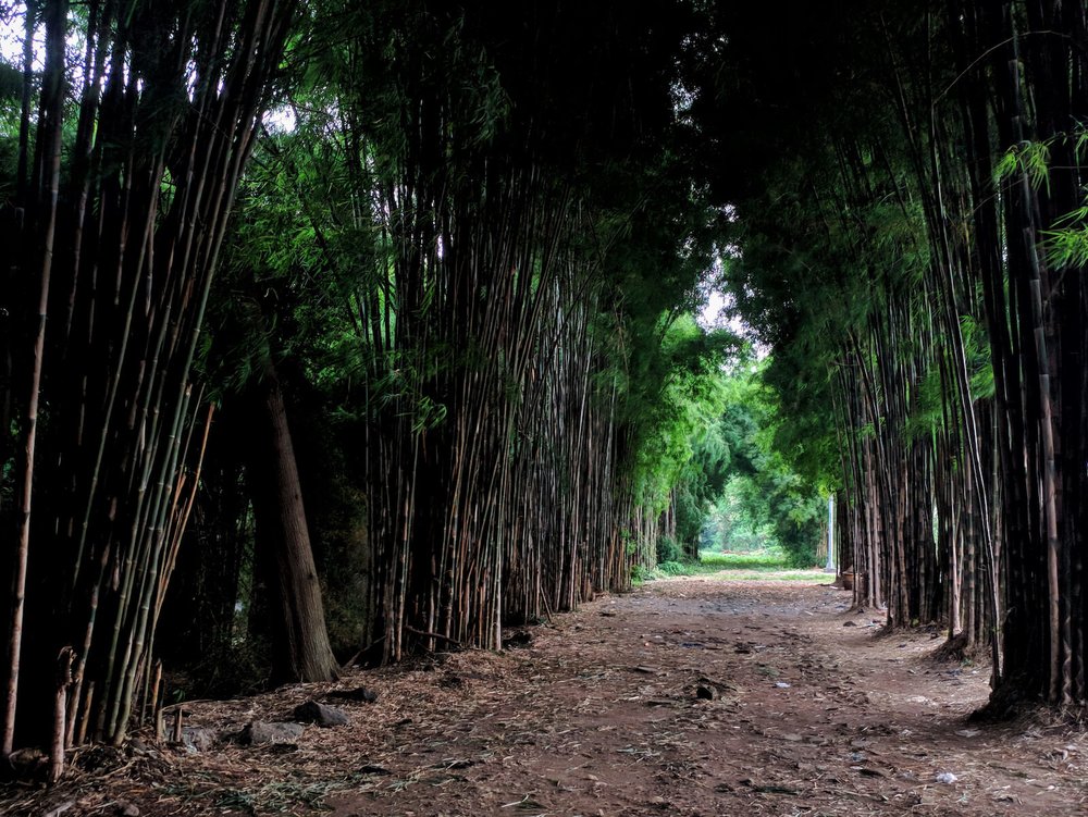 Hutan Bambu Keputih Surabaya