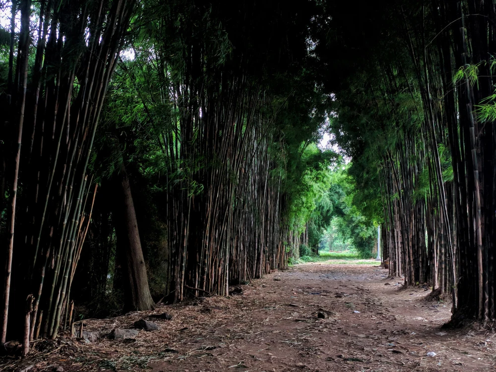 Hutan Bambu Keputih Surabaya