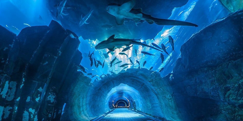 SEA LIFE Bangkok Ocean World1