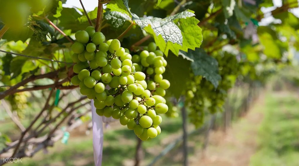 HuaHin MoonSoon Valley2