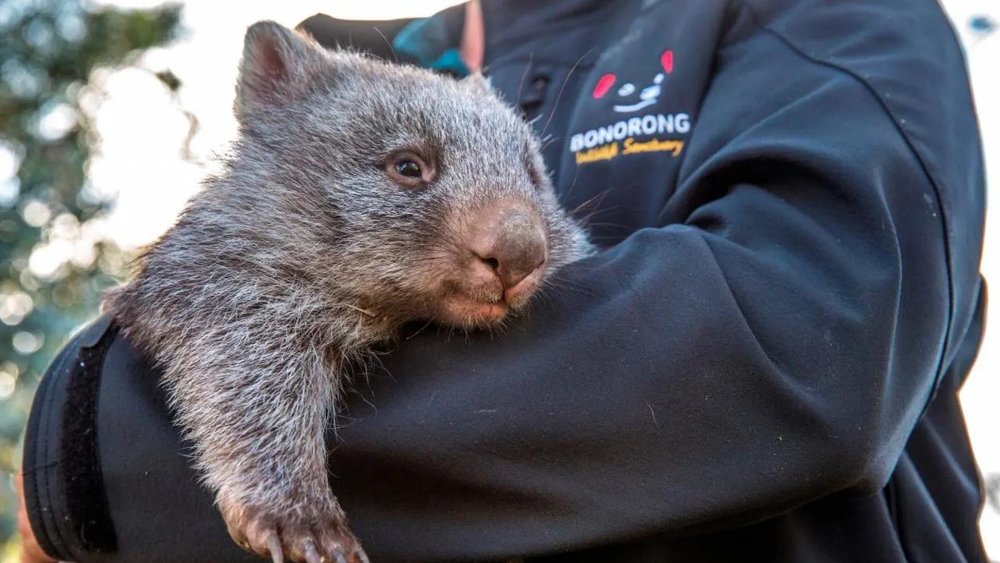 Meet cute creatures and more in this 2-day tour around Hobart and Bruny Island!