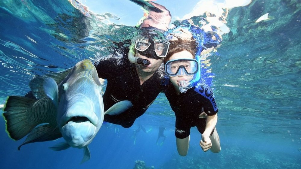 Befriend the fish from the Great Barrier Reef when you book a package with a 30-minute snorkelling tour! Image credits: @reefmagiccruises on Instagram