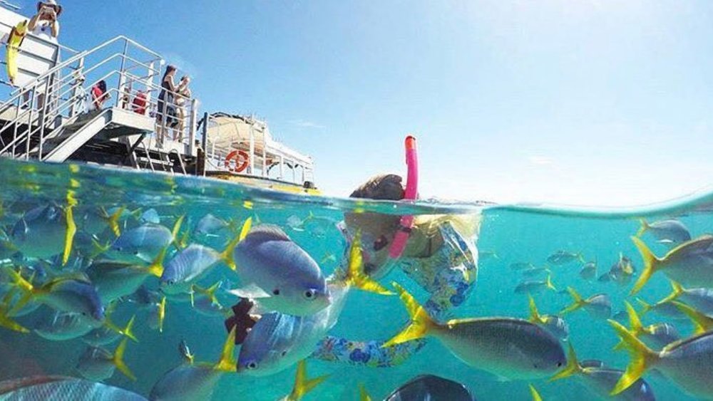 Witness the wonders of the Great Barrier Reef up close on this cruise! Image credits: @sunloverreefcruises on Instagram