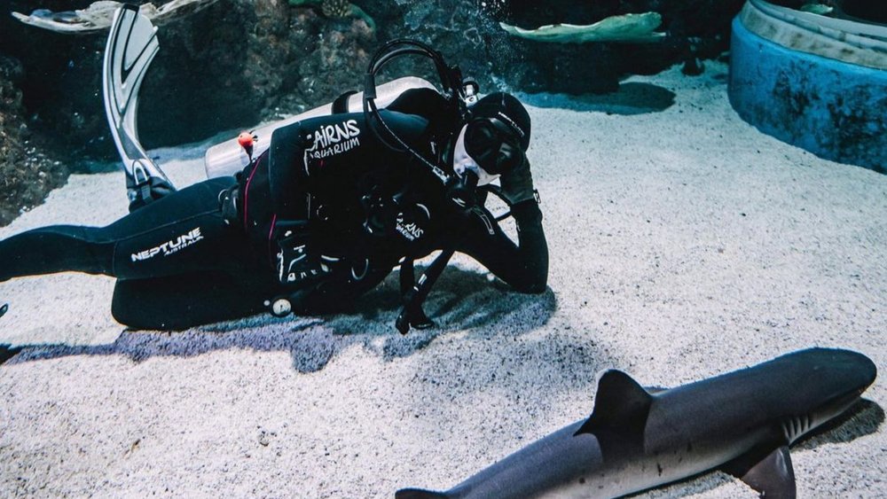 Conquer your fears and dive with sharks at Cairns Aquarium! Image credits: @cairns_aquarium on Instagram