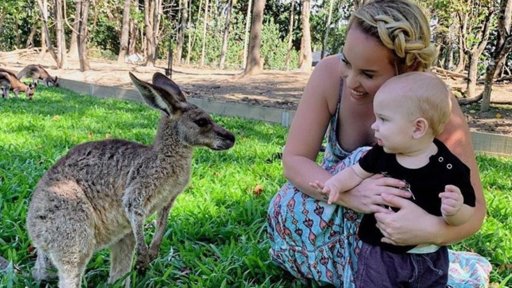 Get up close with kangaroos at Wildlife Habitat. Credits: @wildlifehabitat