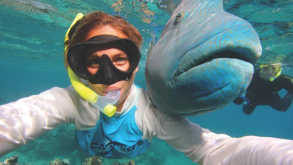 Spend a day with gentle and friendly marine creatures at the Great Barrier Reef. 