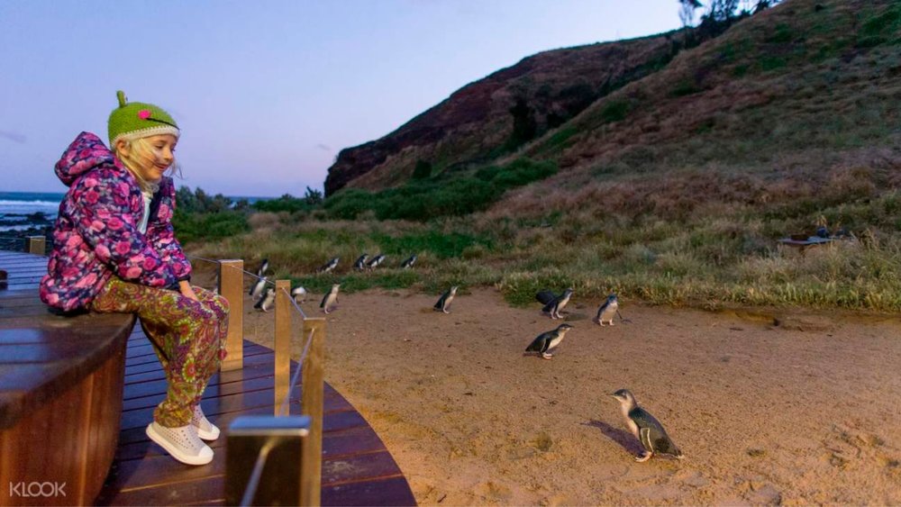 Meet the tiny Phillip Island Penguins at the Penguin Parade