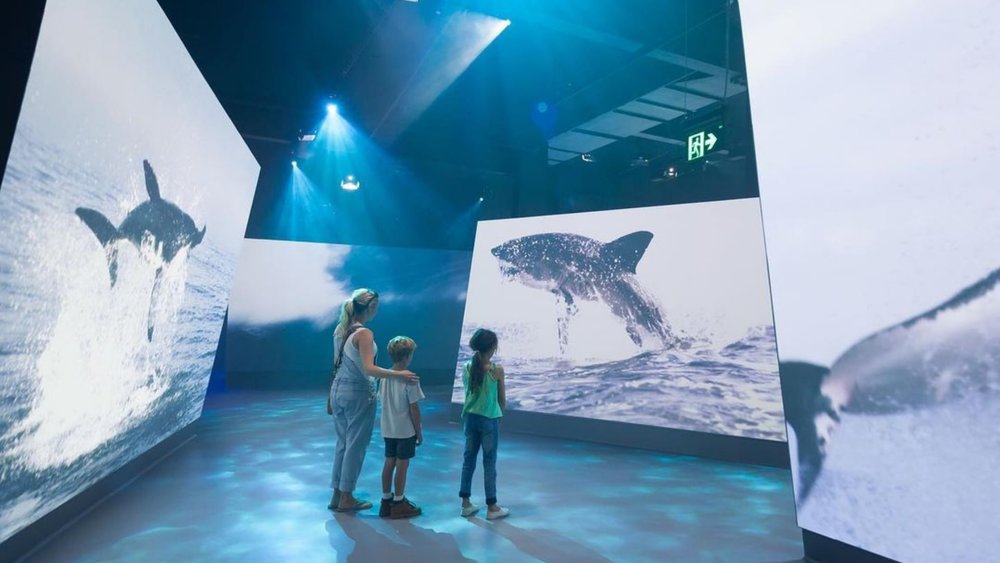 Learn more about Antarctica with magnificent audiovisual displays! Credits: @phillipislandnp