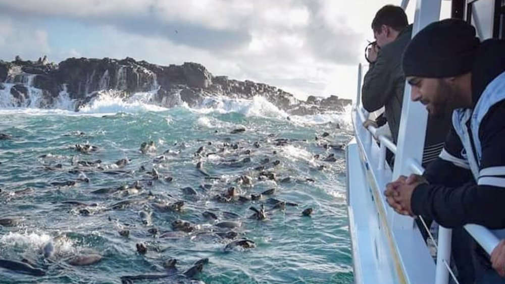 Spot a whole colony of seals during the Phillip Island Seal Watching Cruise. Image credits: @wildlifecoastcruises on Instagram