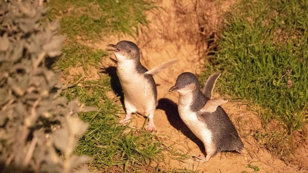 Witness the adorable penguin parade at Phillip Island! Credits: @phillipislandnp
