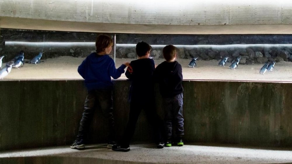 Try underground viewing for an even closer encounter with the Phillip Island penguins. Credits: @phillipislandnp