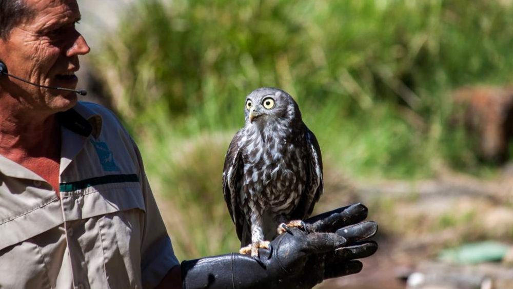 Meet various birds of prey and other wildlife at Healesville
