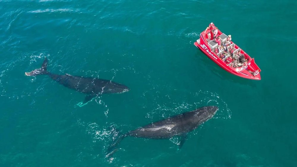 Get a chance to meet whales in this thrilling jet boat ride!