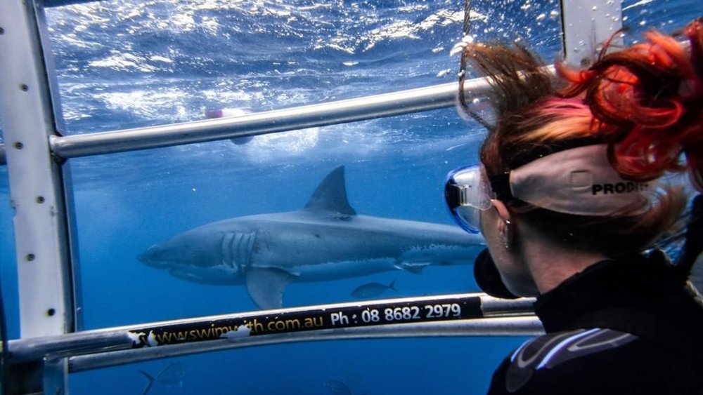 Only for bravehearts! Experience a close encounter with Great White Sharks at Neptune Island! Credits: @adventurebaycharters