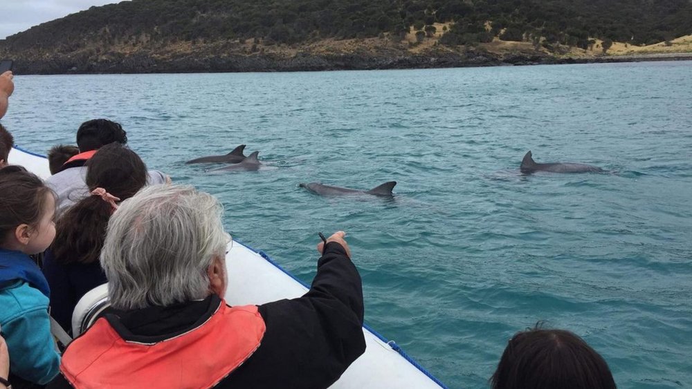 Spot playful dolphins at Kangaroo Island. Credits: @kioceansafari