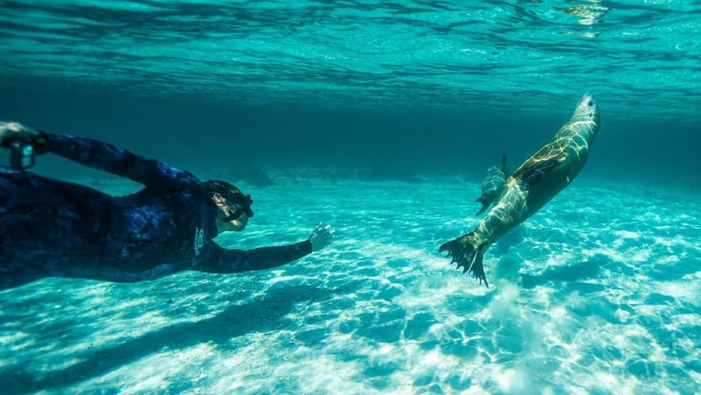 Don’t miss the chance to swim with sea lions! Credits: @matts_explorelife