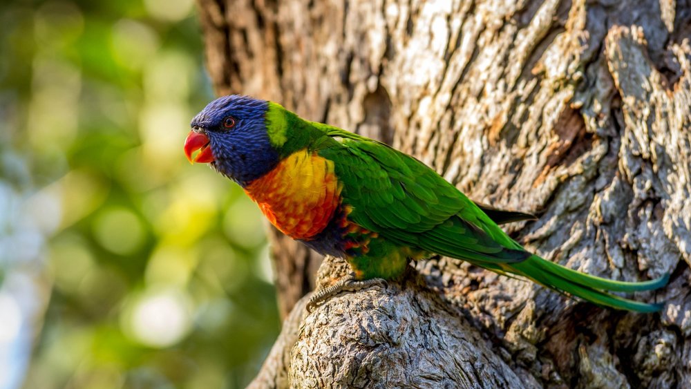 Spot a Rainbow Lorikeet like this one at Oswin Roberts Reserve