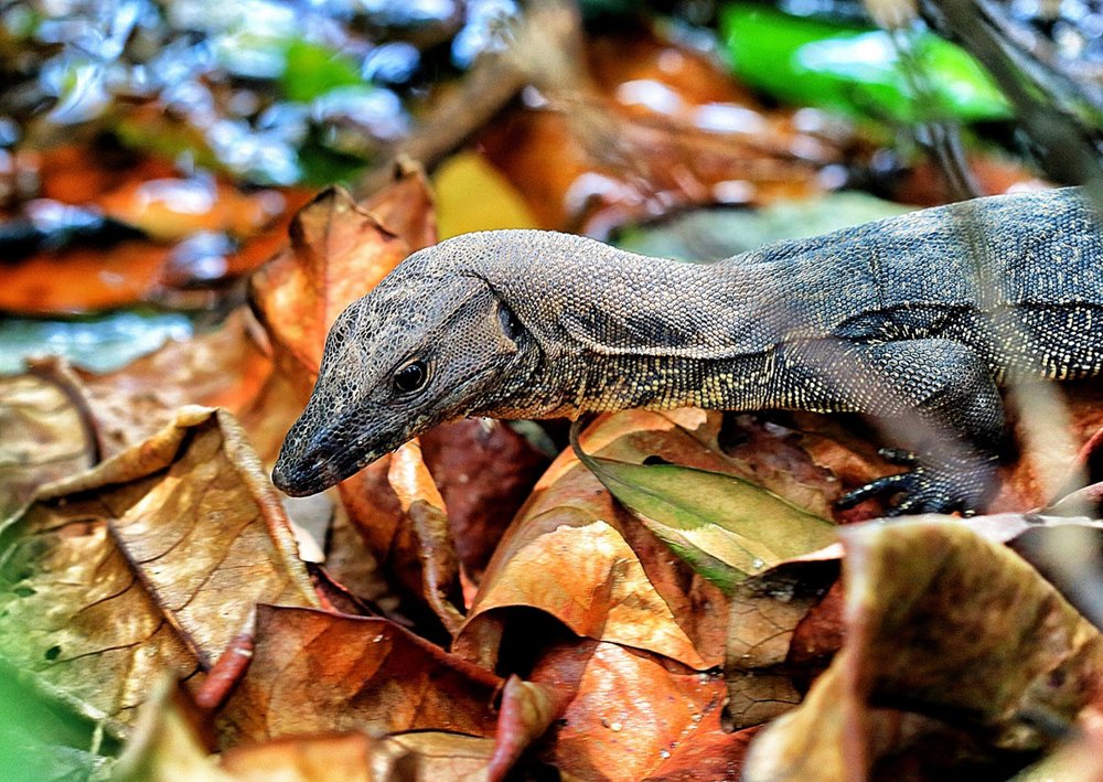 Sungei Buloh Wetland Reserve Monitor Lizard