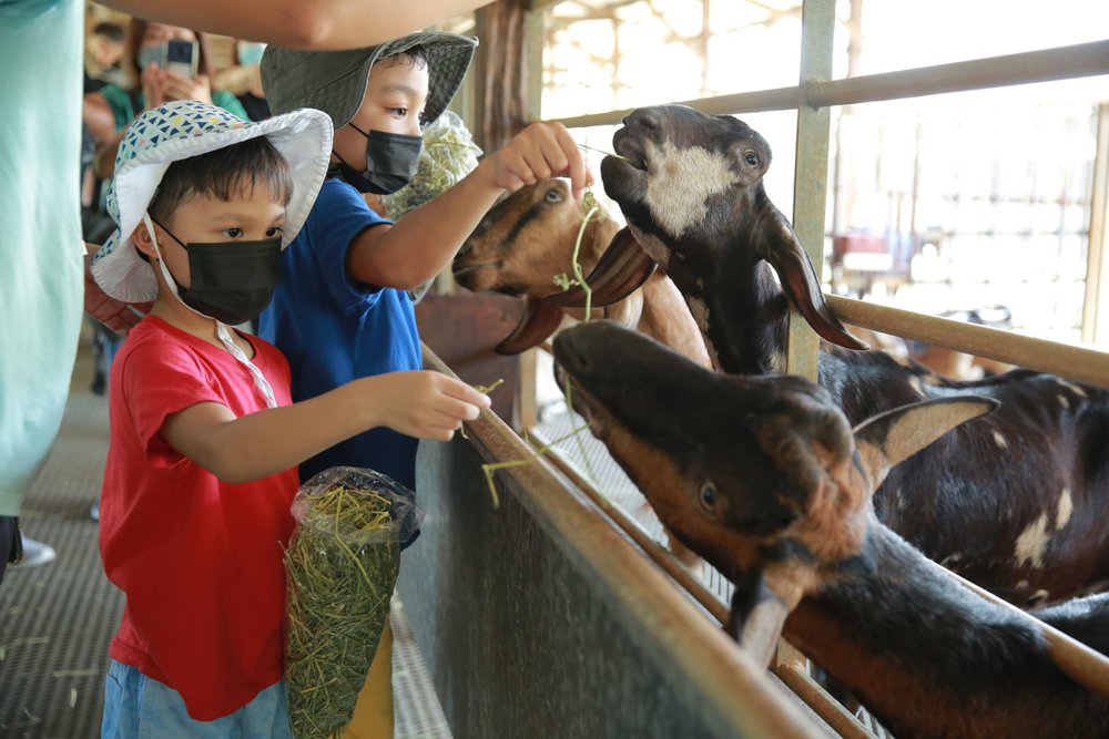 SG Hay Dairies Goat Farm Goat Feeding